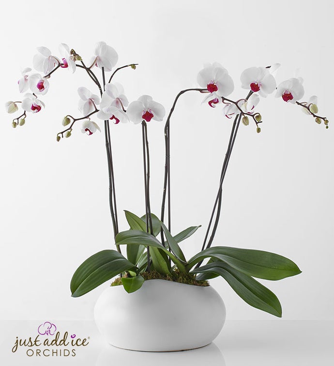 Elegant Orchid Garden for Sympathy
